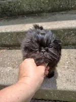 Onyx, a female Shih Tzu for sale in Wartrace, TN – 5 of 7
