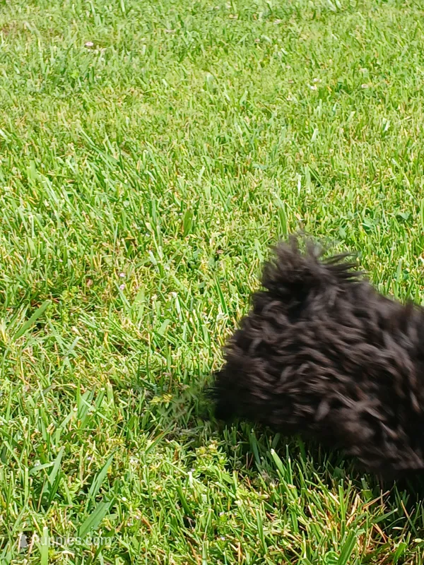 Midnight – Shih Tzu puppy for sale in Wartrace, TN