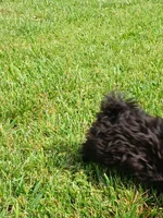 Midnight, a male Shih Tzu for sale in Wartrace, TN – 1 of 5