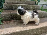 Panda Bear , a male Shih Tzu for sale in Wartrace, TN – 2 of 7