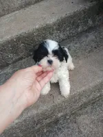 Panda Bear, a male Shih Tzu for sale in Wartrace, TN – 4 of 6