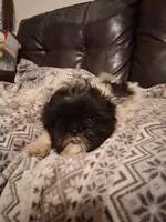Claire, a female Shih Tzu for sale in Wartrace, TN – 5 of 5