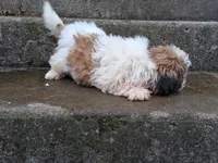 Skeeter, a male Shih Tzu for sale in Wartrace, TN – 5 of 6