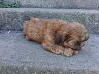 Toffee , a female Shih Tzu for sale in Wartrace, TN – 6 of 6