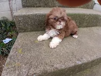 Hershey , a female Shih Tzu for sale in Wartrace, TN – Photo 5 of 6