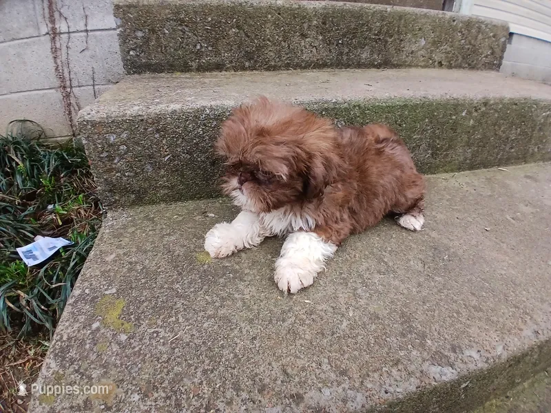 Hershey  – Shih Tzu puppy for sale in Wartrace, TN