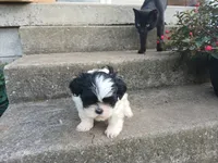 Panda Bear, a male Shih Tzu for sale in Wartrace, TN – 5 of 6