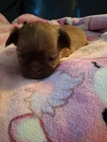 Toffee , a female Shih Tzu for sale in Wartrace, TN – 5 of 6