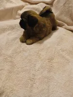 Constantine , a female Shih Tzu for sale in Wartrace, TN – Photo 1 of 2