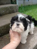 Panda Bear , a male Shih Tzu for sale in Wartrace, TN – 6 of 7
