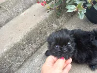 Onyx, a female Shih Tzu for sale in Wartrace, TN – 1 of 4