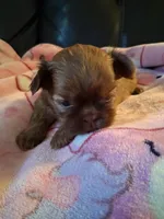 Toffee , a female Shih Tzu for sale in Wartrace, TN – 1 of 6