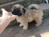 Leo, a male Shih Tzu for sale in Wartrace, TN – 1 of 5