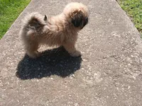 Leo, a male Shih Tzu for sale in Wartrace, TN – 3 of 5