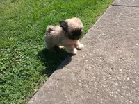 Leo, a male Shih Tzu for sale in Wartrace, TN – 4 of 5