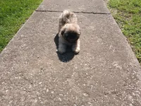 Leo, a male Shih Tzu for sale in Wartrace, TN – 5 of 5
