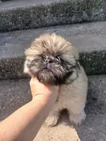 Leo, a male Shih Tzu for sale in Wartrace, TN – 2 of 5