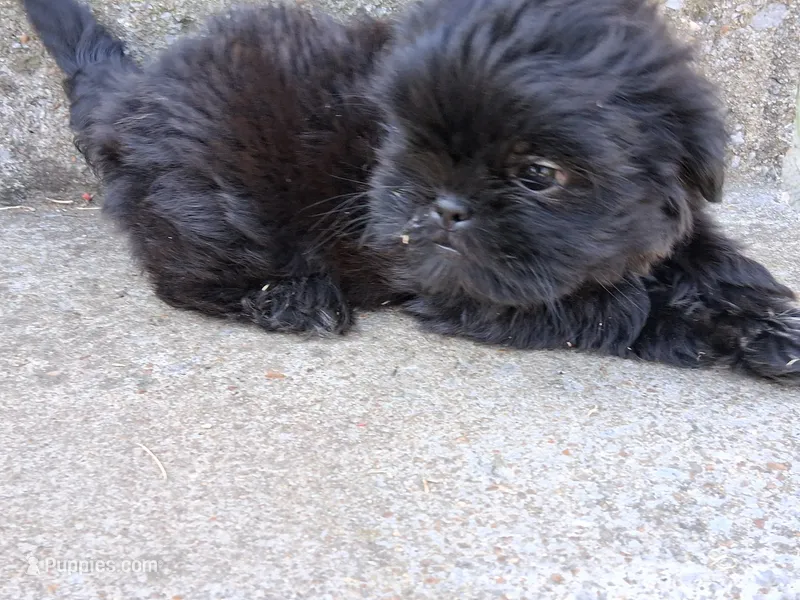 Goblin – Shih Tzu puppy for sale in Wartrace, TN
