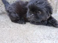 Goblin, a male Shih Tzu for sale in Wartrace, TN – 1 of 1