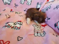 Hershey, a female Shih Tzu for sale in Wartrace, TN – Photo 3 of 5