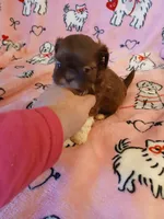 Hershey, a female Shih Tzu for sale in Wartrace, TN – Photo 2 of 5