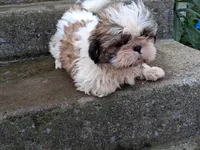 Skeeter, a male Shih Tzu for sale in Wartrace, TN – 3 of 6
