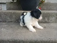 Panda Bear, a male Shih Tzu for sale in Wartrace, TN – 6 of 6