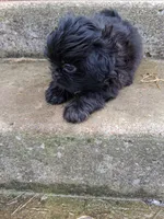 Ebony , a male Shih Tzu for sale in Wartrace, TN – 6 of 6
