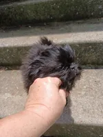 Onyx, a female Shih Tzu for sale in Wartrace, TN – 6 of 7