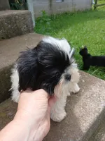 Panda Bear , a male Shih Tzu for sale in Wartrace, TN – 4 of 7