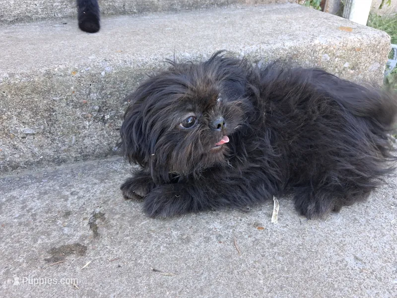 Milo – Pug, Shih Tzu puppy for sale in Wartrace, TN