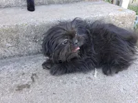 Milo, a male Pug and Shih Tzu for sale in Wartrace, TN – 1 of 4