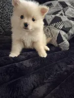 Biscuit, a male Pomeranian for sale in Fort Worth, TX – Photo 1 of 3