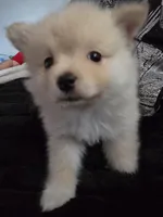 Biscuit, a male Pomeranian for sale in Fort Worth, TX – Photo 2 of 3