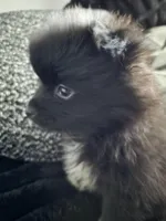 Snoopy, a male Pomeranian for sale in Fort Worth, TX – Photo 2 of 2