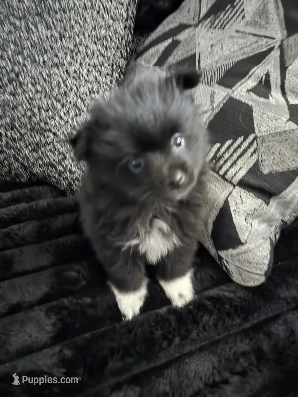 Snoopy – Pomeranian puppy for sale in Fort Worth, TX