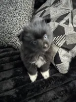 Snoopy, a male Pomeranian for sale in Fort Worth, TX – Photo 1 of 2