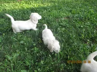AKC Registered , a female Miniature Dachshund for sale in Christiana, PA – 1 of 8