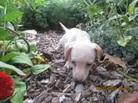 AKC Registered , a male Miniature Dachshund for sale in Christiana, PA – 6 of 8