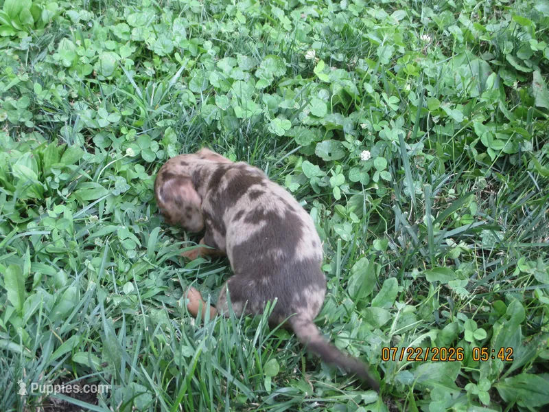 AKC Registered  – Miniature Dachshund puppy for sale in Christiana, PA
