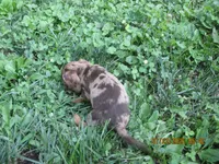 AKC Registered , a male Miniature Dachshund for sale in Christiana, PA – 1 of 10