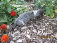 AKC Registered , a male Miniature Dachshund for sale in Christiana, PA – 5 of 7
