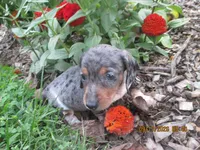AKC Registered , a male Miniature Dachshund for sale in Christiana, PA – 4 of 7