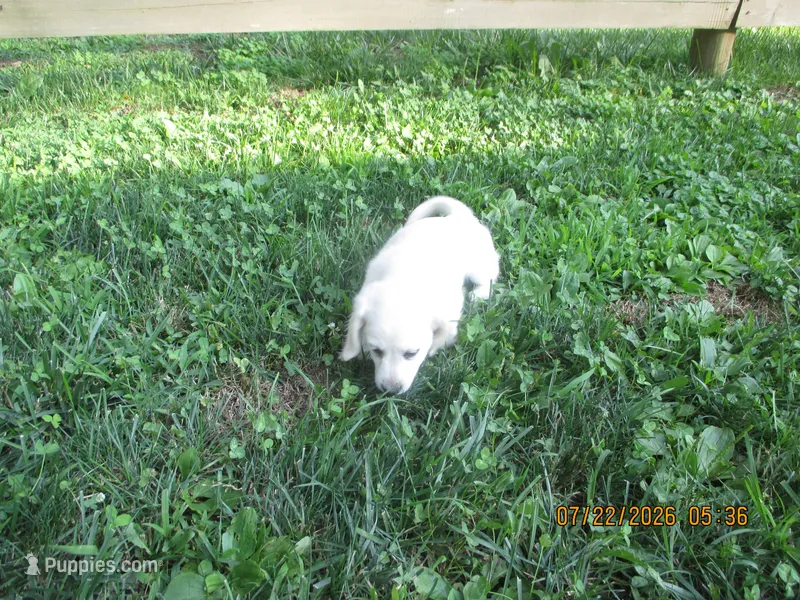 AKC Registered  – Miniature Dachshund puppy for sale in Christiana, PA