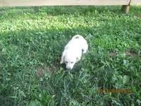 AKC Registered , a female Miniature Dachshund for sale in Christiana, PA – 3 of 8