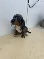 AKC Registered , a female Miniature Dachshund for sale in Christiana, PA – 2 of 8