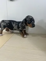 AKC Registered , a female Miniature Dachshund for sale in Christiana, PA – 6 of 8