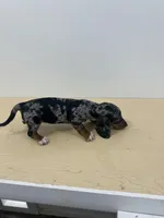 AKC Registered , a female Miniature Dachshund for sale in Christiana, PA – 7 of 8