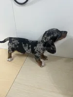 AKC Registered , a female Miniature Dachshund for sale in Christiana, PA – 8 of 8