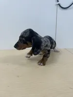 AKC Registered , a female Miniature Dachshund for sale in Christiana, PA – 4 of 8